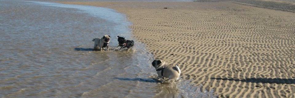 ukpugmania's profile banner image