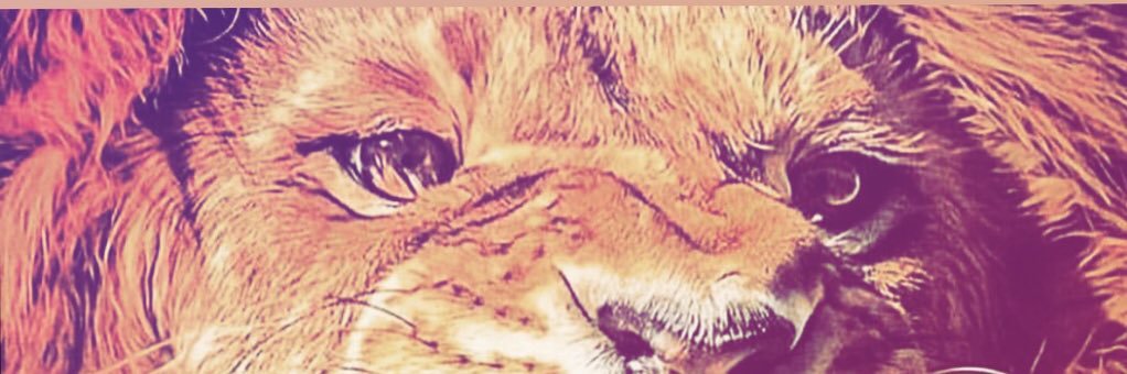 i_tazearslan's profile banner image