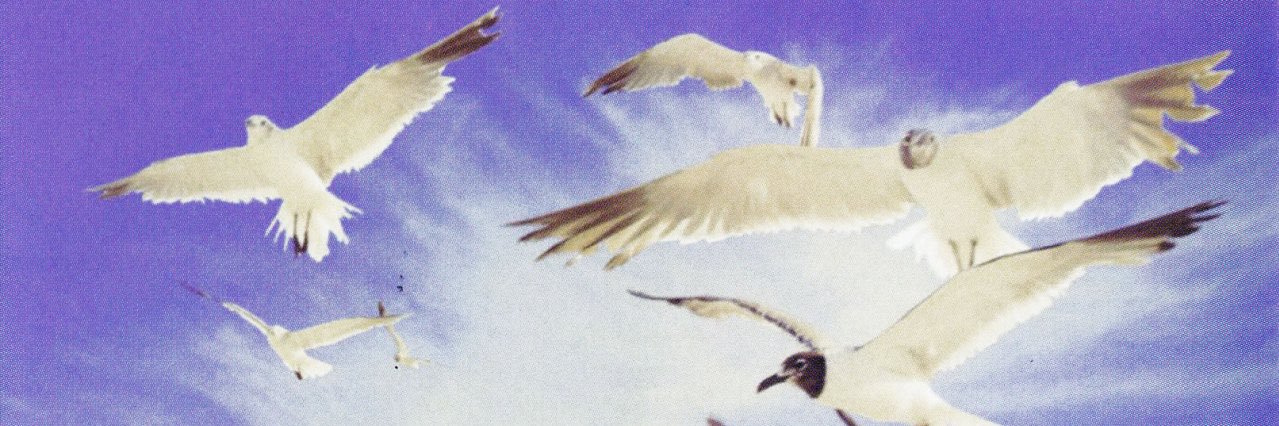 haydenbusha's profile banner image