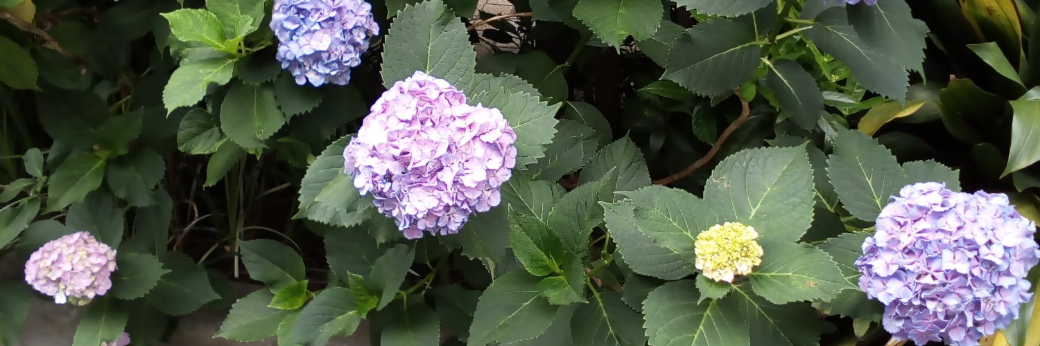 tukide_pettan's profile banner image