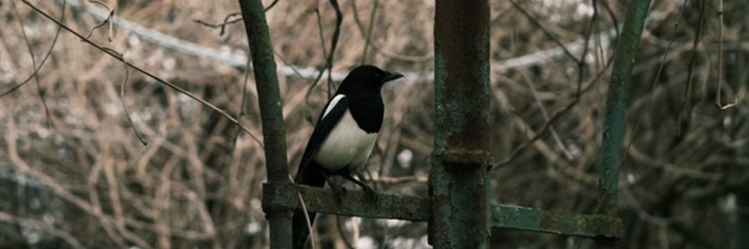 saiwinning's profile banner image