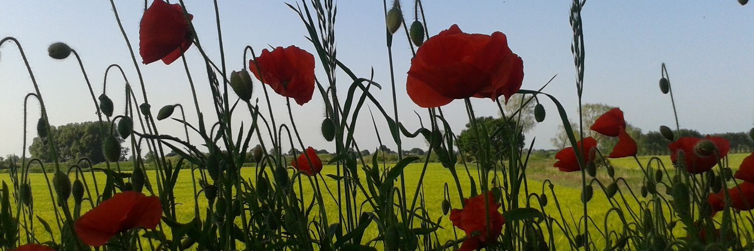 moorsmaid75's profile banner image