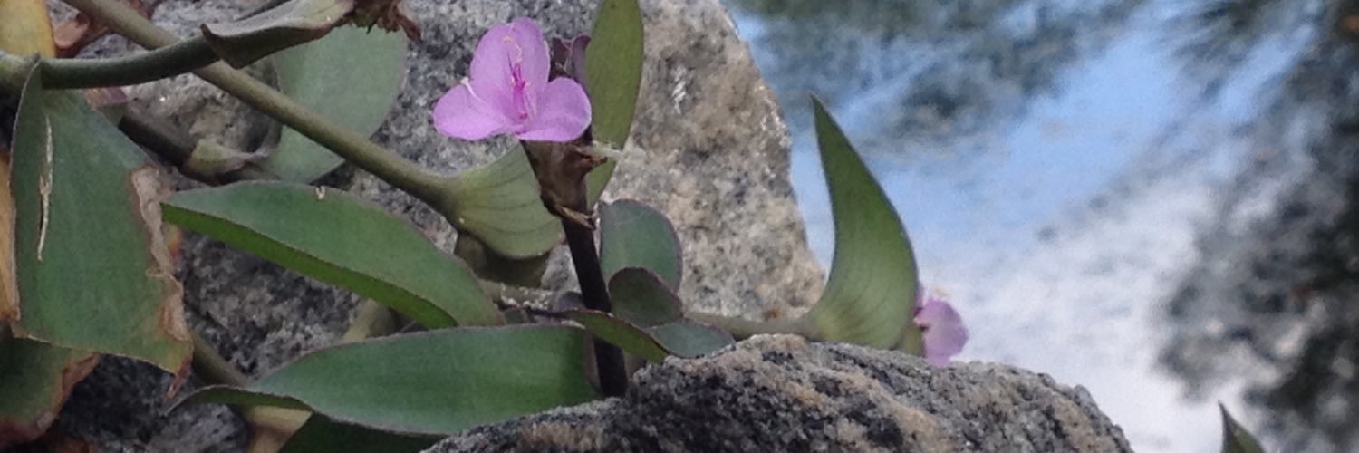 beaglestu's profile banner image