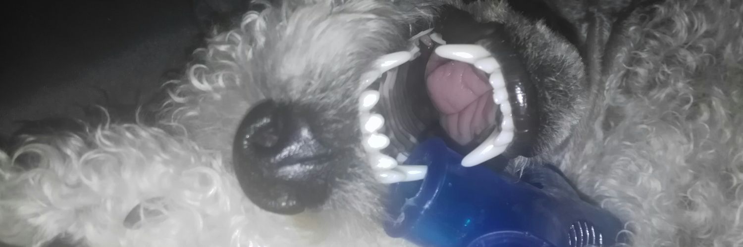 VidaPerraLleida's profile banner image