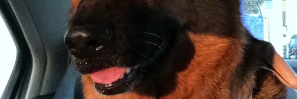 Gustavo 🇲🇽 banner