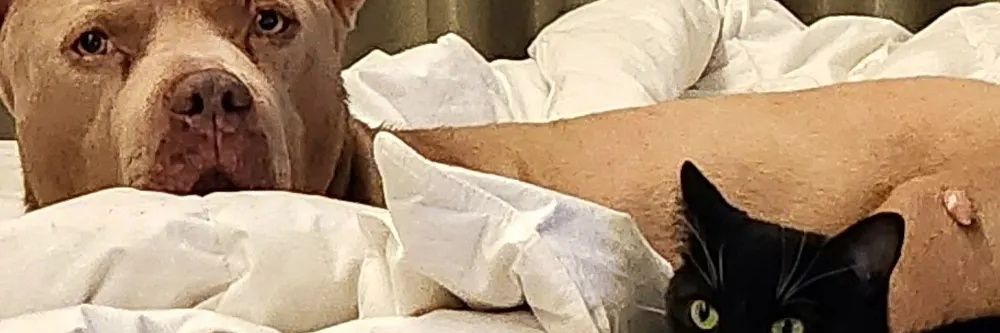 🐾Pitbull Momma Dee banner