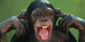 chimpshatehaha's profile banner image