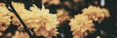 K A L L I 🧚🏼‍♂️ banner