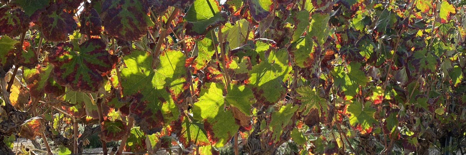 Bodegas Faelo banner
