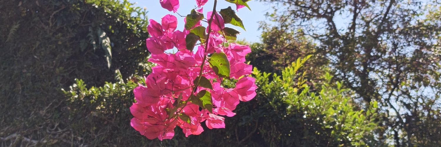 thisdandelionn's profile banner image