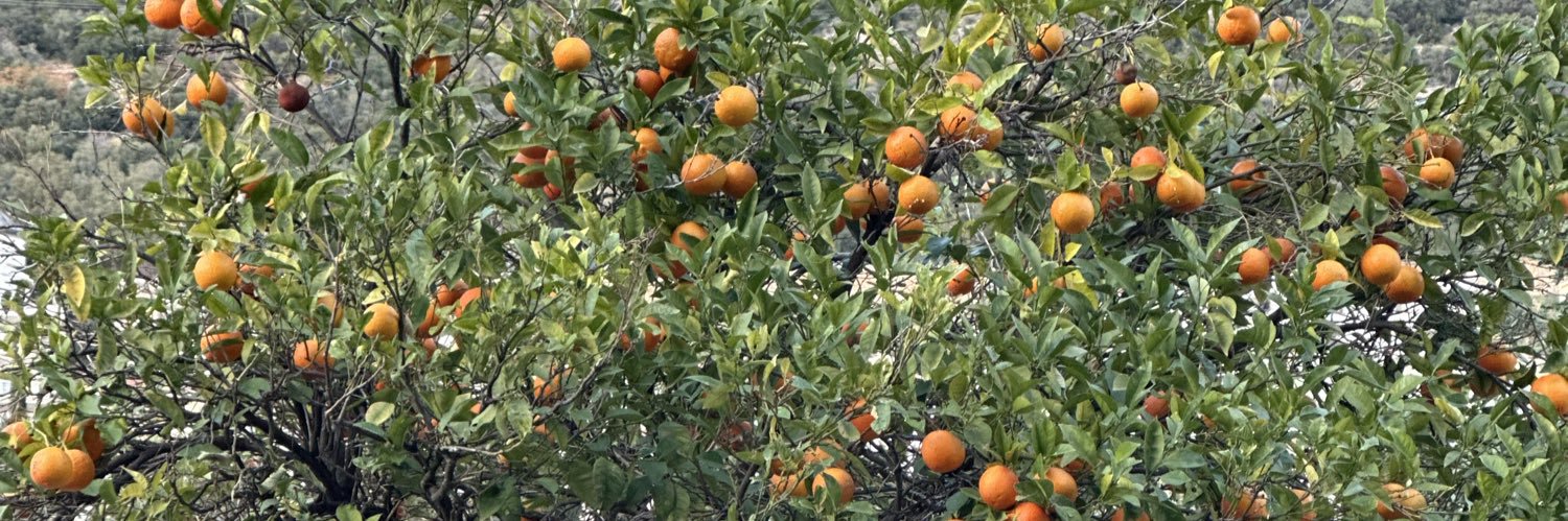 celik_ten1's profile banner image