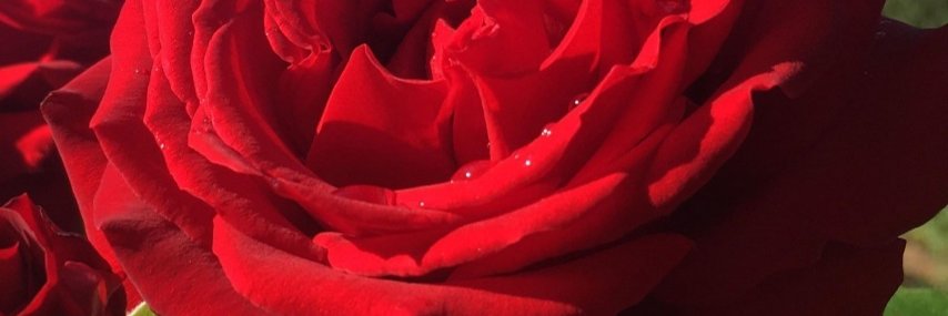 RadFeMMAHF's profile banner image