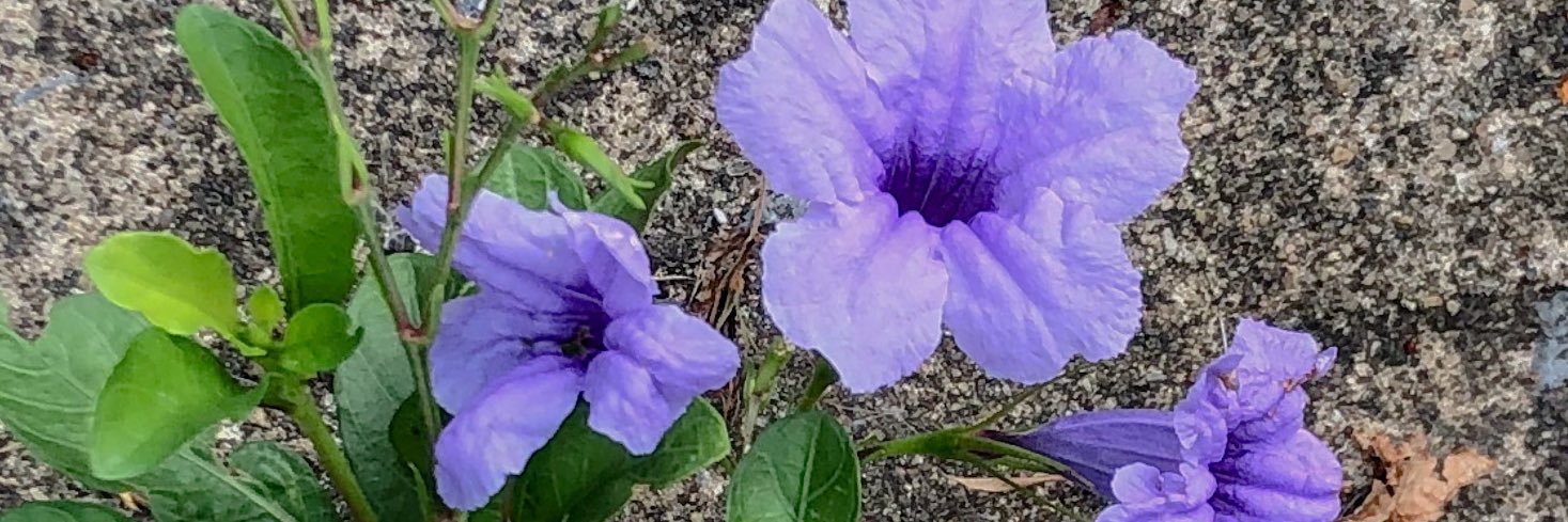 Chalhxm's profile banner image