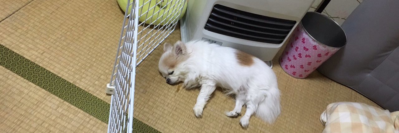 DogMasak's profile banner image
