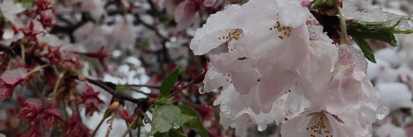 kosyo_ta's profile banner image