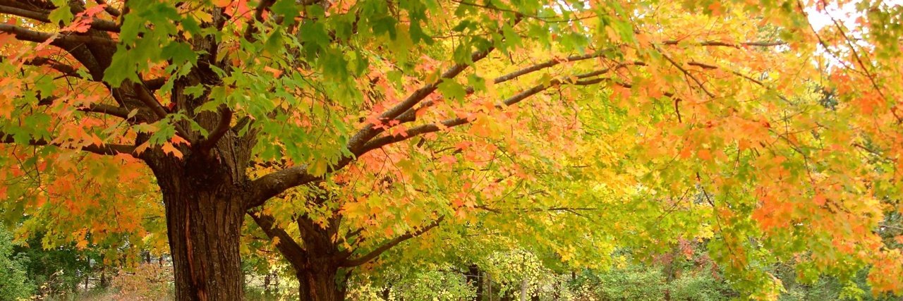 David B. Petty banner