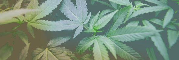 stonerblazing's profile banner image
