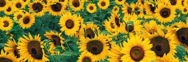 Susan_Schmidt_ Profile Banner