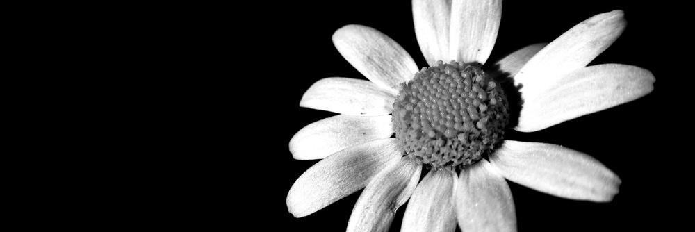 Sandragv_'s profile banner image