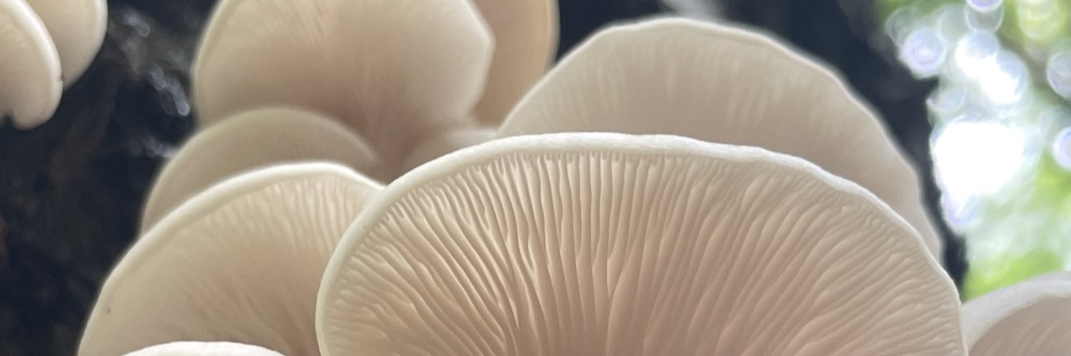 🏴󠁧󠁢󠁥󠁮󠁧󠁿Duck🏴󠁧󠁢󠁥󠁮󠁧󠁿 banner