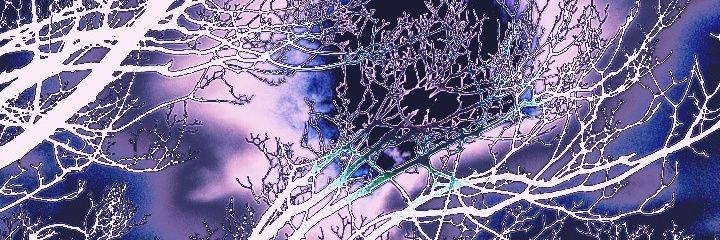 ZaddysBigDick's profile banner image