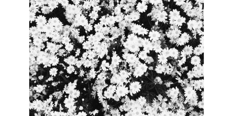 emmiolssson's profile banner image