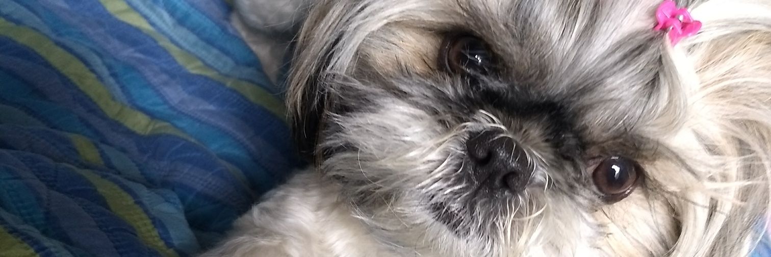 javieritaroall's profile banner image