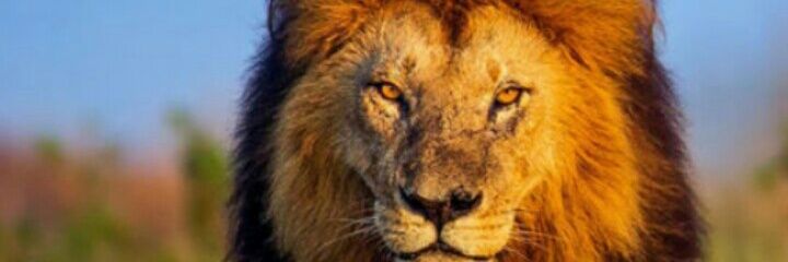 PablitoP_1's profile banner image
