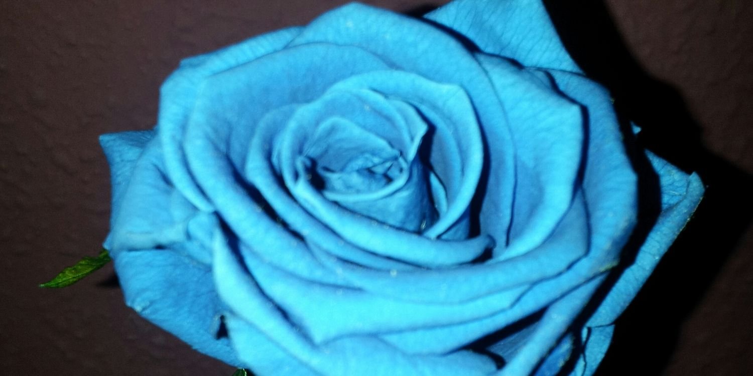 AndreaGalan91's profile banner image