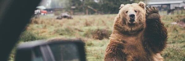 eveey_crow's profile banner image