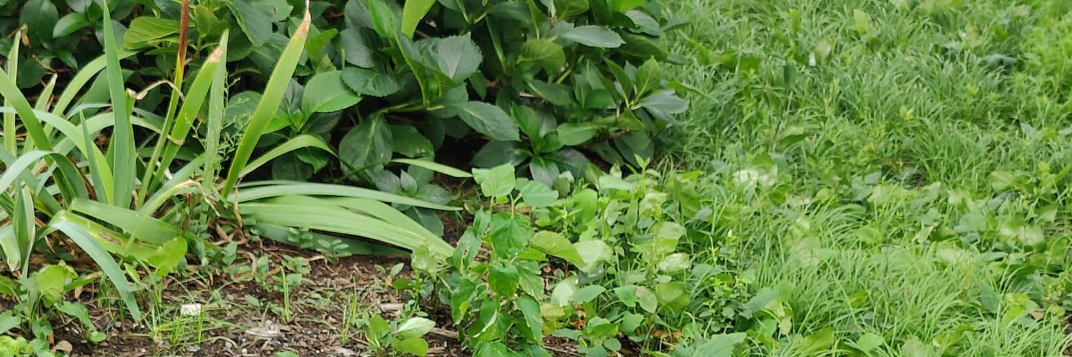 pippkitt212's profile banner image