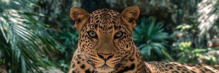 ncdandinha's profile banner image