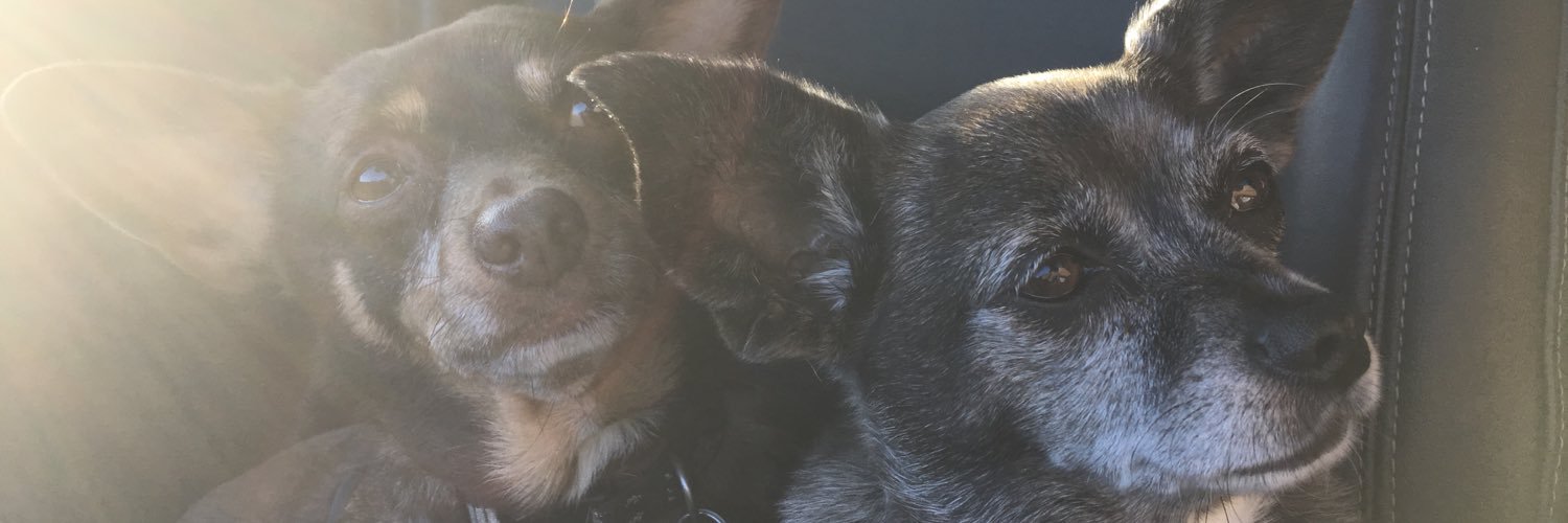 Jill Cleveland banner