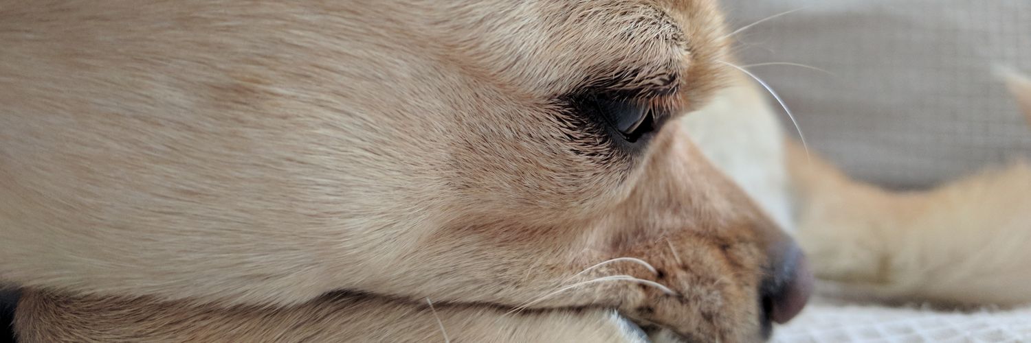 Sansoncitoelcan's profile banner image