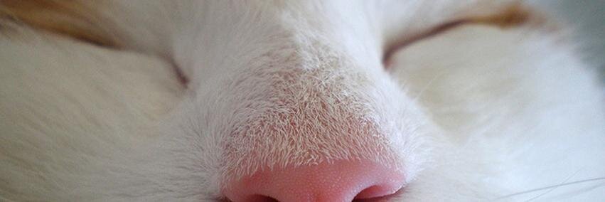notigatos's profile banner image