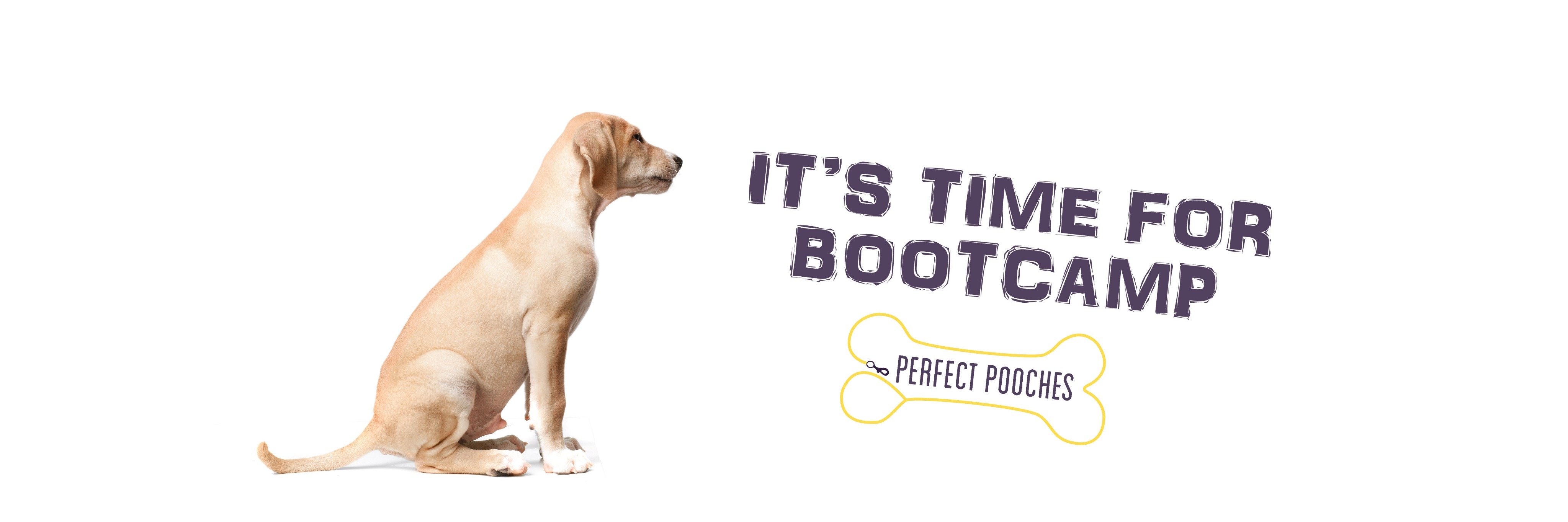 PerfectPoochesP's profile banner image