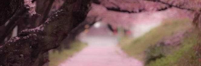 AlaaAshqar's profile banner image