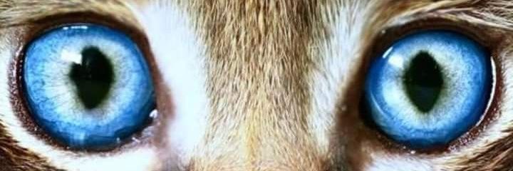 middensluis's profile banner image