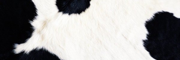 runeechan Profile Banner