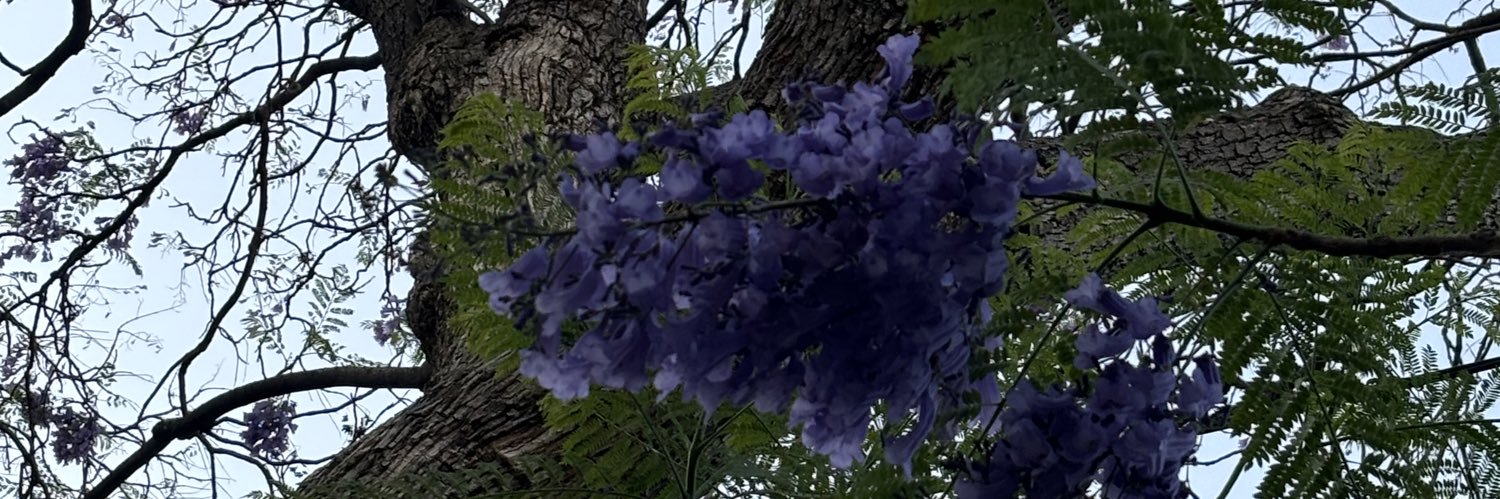 EsmeEstrada's profile banner image