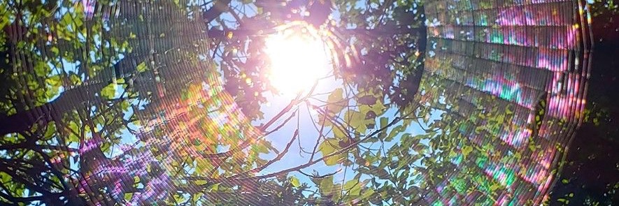 🪷 𝓯𝓻𝓮𝓮 banner