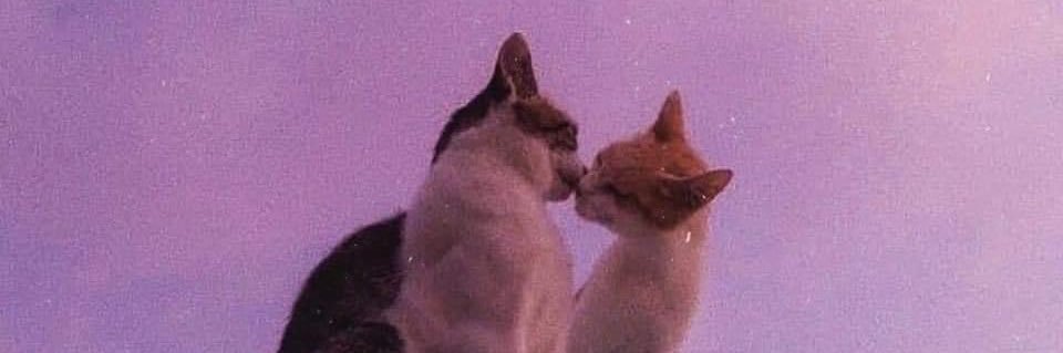 _naiveforloving's profile banner image
