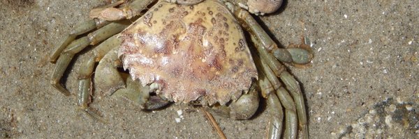 norriamy Profile Banner