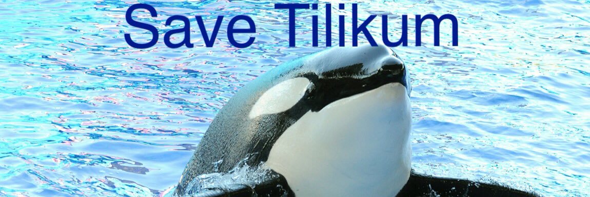 and_orca's profile banner image