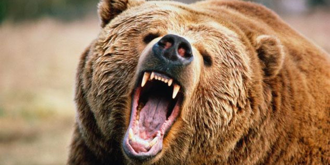 BBearsDen1's profile banner image