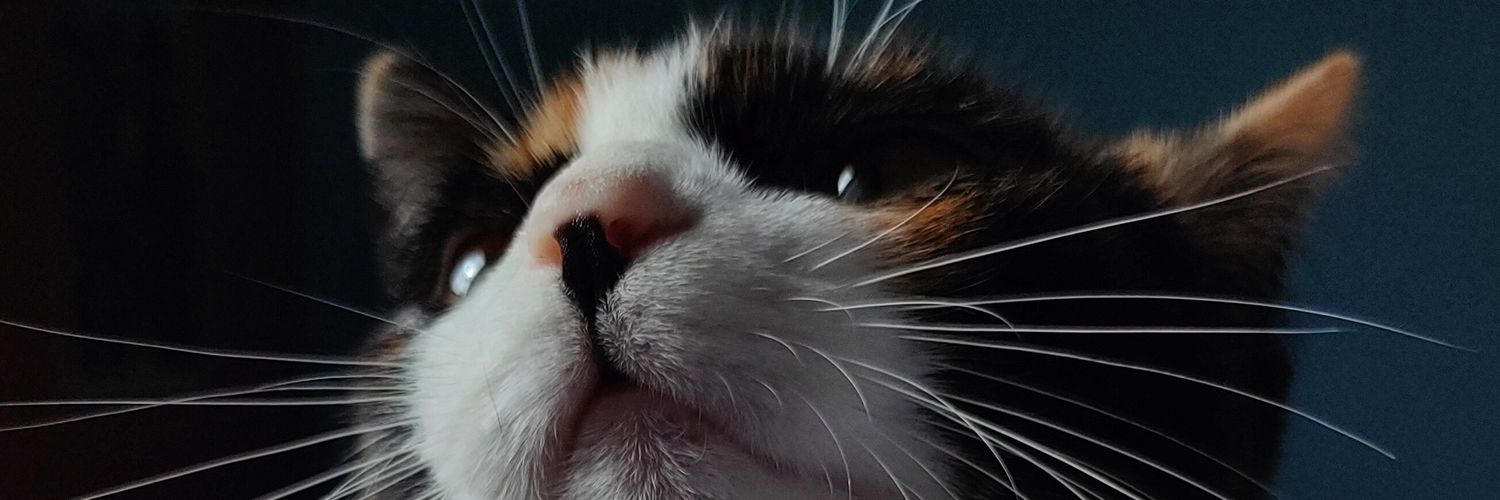 Lusy_lvl4K's profile banner image