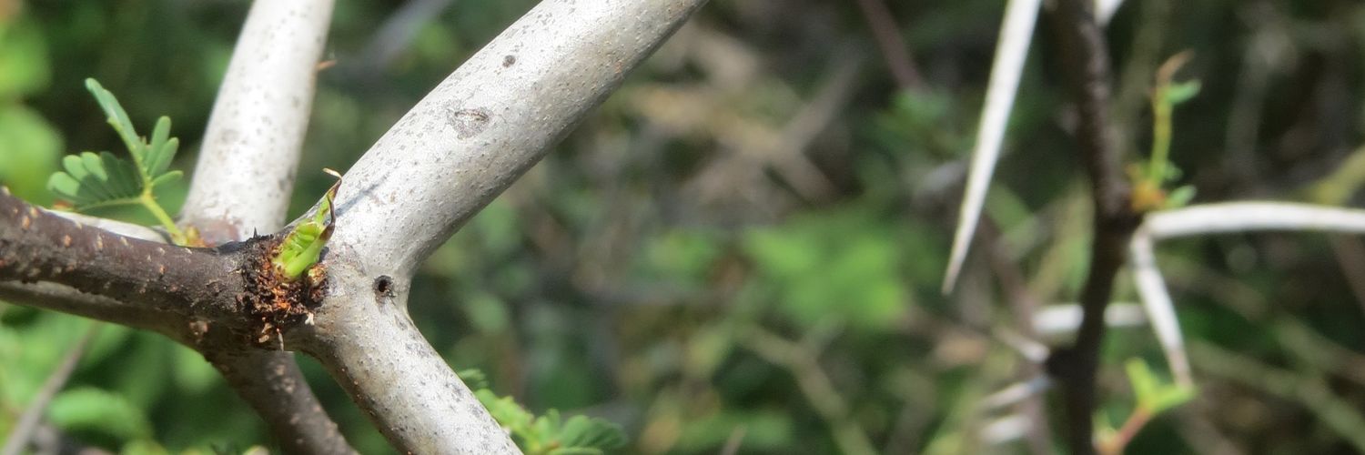 dewwilll's profile banner image