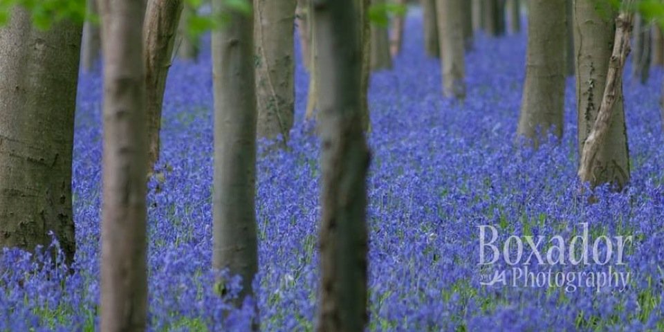 Boxadoruk's profile banner image
