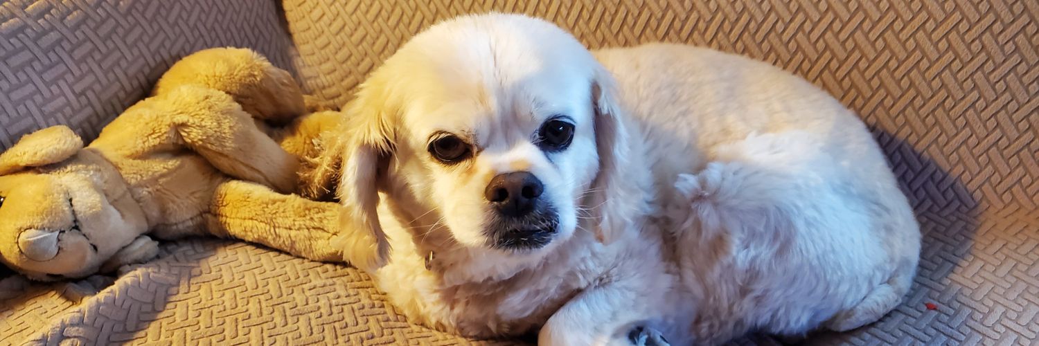 Dr. Sarah Etlinger banner