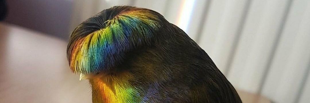 Leander (studying) banner